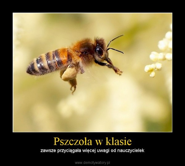 Pszczoła w klasie – zawsze przyciągała więcej uwagi od nauczycielek 