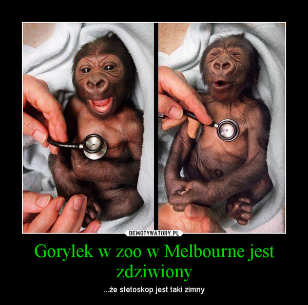 Gorylek w zoo w Melbourne jest zdziwiony – ...że stetoskop jest taki zimny 