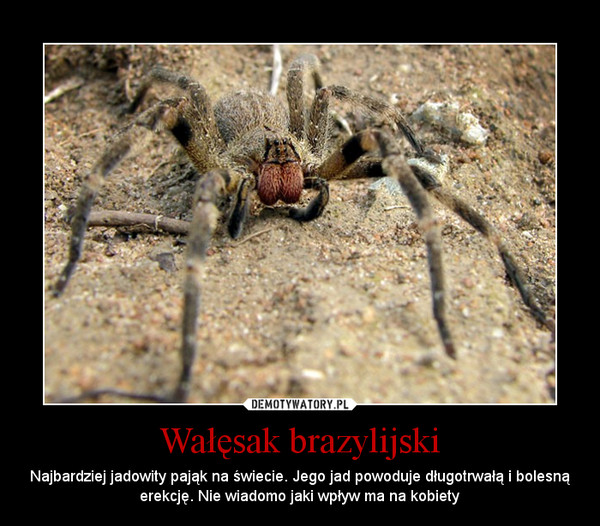 Wałęsak brazylijski – Najbardziej jadowity pająk na świecie. Jego jad powoduje długotrwałą i bolesną erekcję. Nie wiadomo jaki wpływ ma na kobiety 