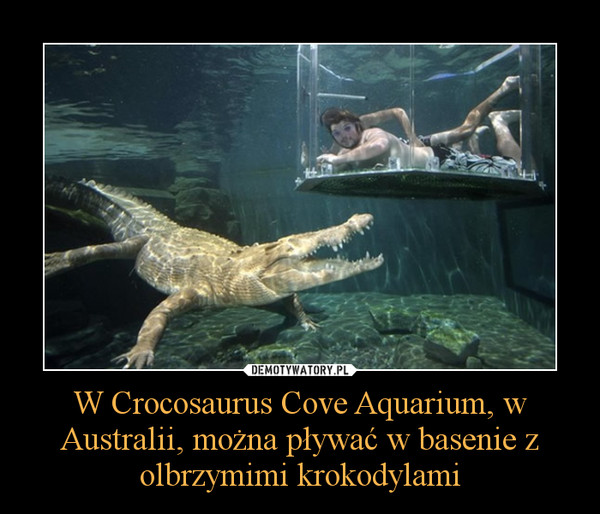 W Crocosaurus Cove Aquarium, w Australii, można pływać w basenie z olbrzymimi krokodylami