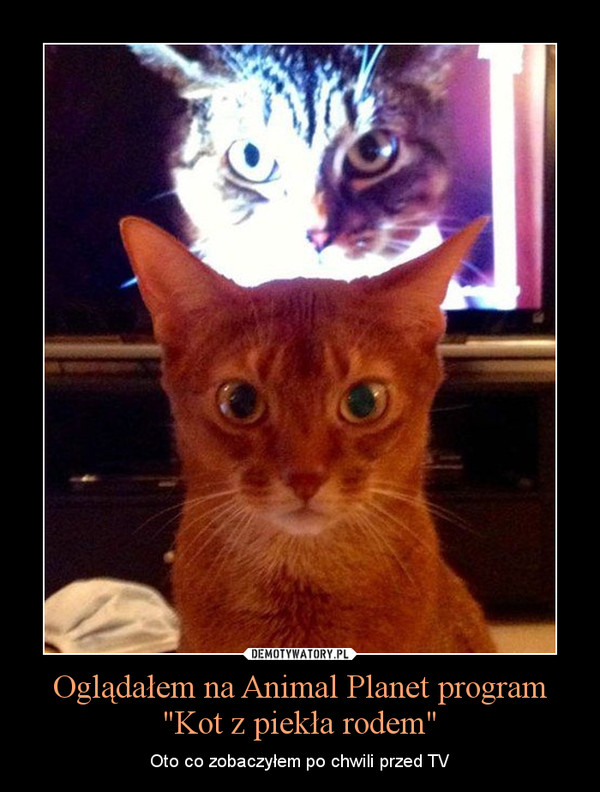 Oglądałem na Animal Planet program "Kot z piekła rodem" – Oto co zobaczyłem po chwili przed TV 