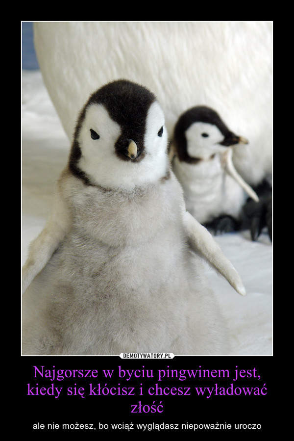 Najgorsze w byciu pingwinem jest, kiedy się kłócisz i chcesz wyładować złość
