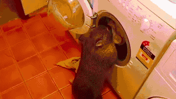 Nie lubi robić prania? – Kup sobie wombata! 