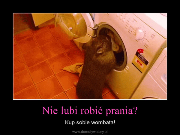 Nie lubi robić prania? – Kup sobie wombata! 