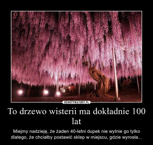 To drzewo wisterii ma dokładnie 100 lat