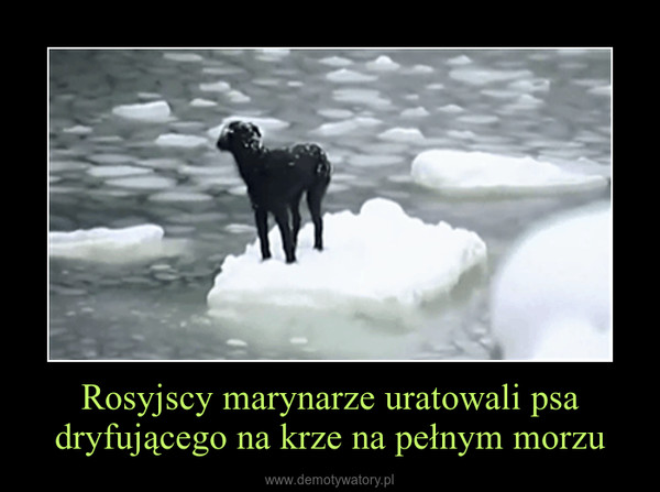 Rosyjscy marynarze uratowali psa dryfującego na krze na pełnym morzu –  