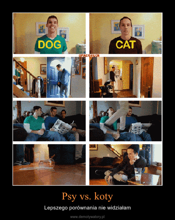 Psy vs. koty – Lepszego porównania nie widziałam 