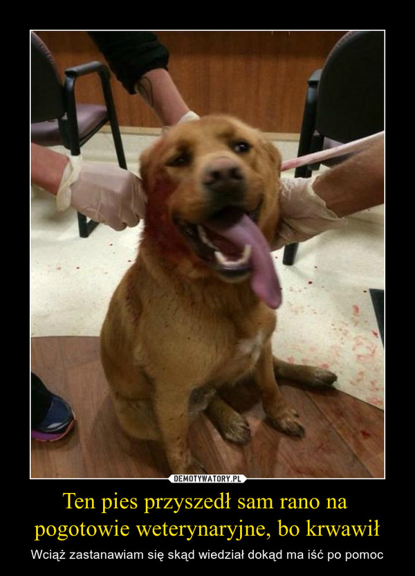 Ten pies przyszedł sam rano na pogotowie weterynaryjne, bo krwawił – Wciąż zastanawiam się skąd wiedział dokąd ma iść po pomoc 