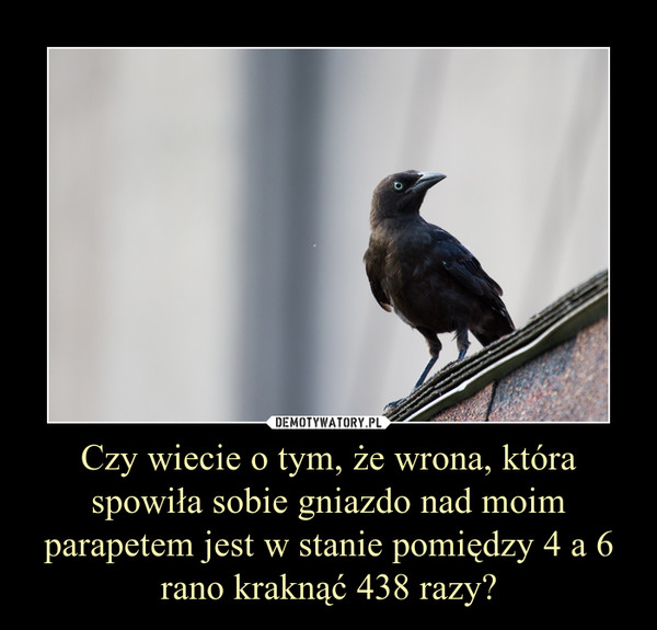 Czy wiecie o tym, że wrona, która spowiła sobie gniazdo nad moim parapetem jest w stanie pomiędzy 4 a 6 rano kraknąć 438 razy? –  