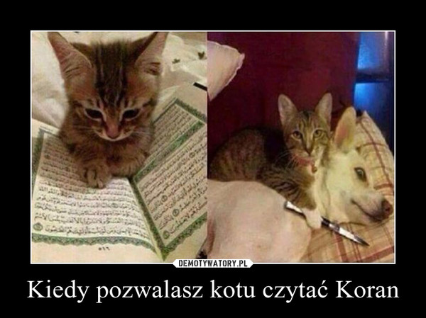 Kiedy pozwalasz kotu czytać Koran –  