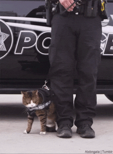Właśnie dlatego w policji nie używa się kotów –  