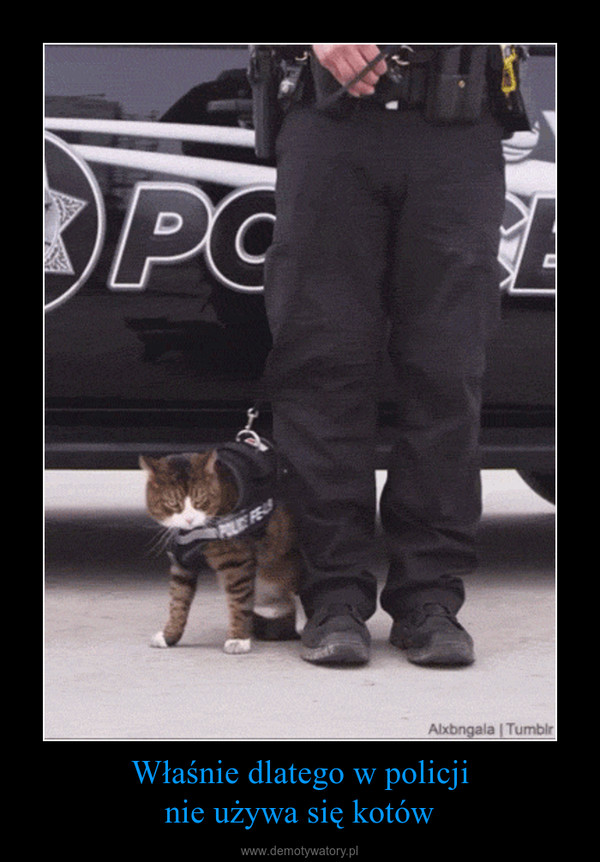 Właśnie dlatego w policjinie używa się kotów –  