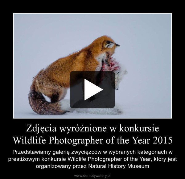Zdjęcia wyróżnione w konkursie Wildlife Photographer of the Year 2015 – Przedstawiamy galerię zwycięzców w wybranych kategoriach w prestiżowym konkursie Wildlife Photographer of the Year, który jest organizowany przez Natural History Museum 