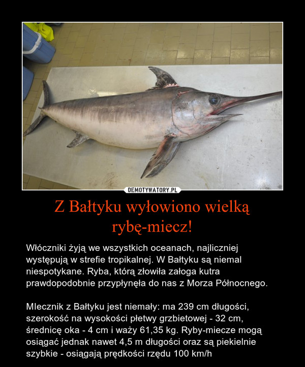 Z Bałtyku wyłowiono wielką rybę-miecz! – Włóczniki żyją we wszystkich oceanach, najliczniej występują w strefie tropikalnej. W Bałtyku są niemal niespotykane. Ryba, którą złowiła załoga kutra prawdopodobnie przypłynęła do nas z Morza Północnego.MIecznik z Bałtyku jest niemały: ma 239 cm długości, szerokość na wysokości płetwy grzbietowej - 32 cm, średnicę oka - 4 cm i waży 61,35 kg. Ryby-miecze mogą osiągać jednak nawet 4,5 m długości oraz są piekielnie szybkie - osiągają prędkości rzędu 100 km/h 