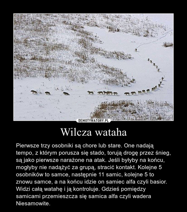 Wilcza wataha