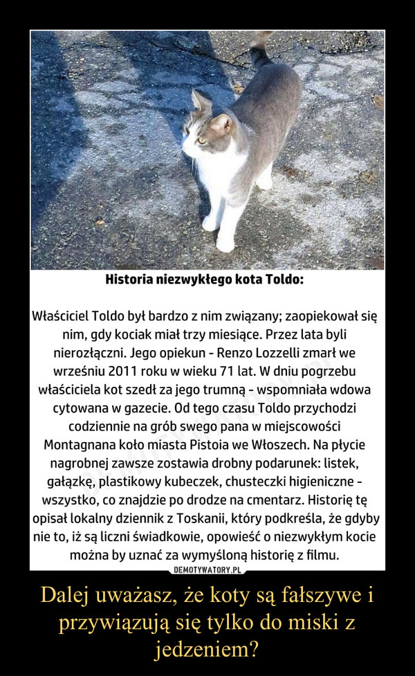 Dalej uważasz, że koty są fałszywe i przywiązują się tylko do miski z jedzeniem? –  Historia niezwykłego kota Toldo:Właściciel Toldo był bardzo z nim związany; zaopiekował się nim, gdy kociak miał trzy miesiące. Przez lata byli nierozłączni. Jego opiekun - Renzo Lozzelli zmarł we wrześniu 2011 roku w wieku 71 lat. W dniu pogrzebu właściciela kot szedł za jego trumną - wspomniała wdowa cytowana w gazecie. Od tego czasu Toldo przychodzi codziennie na grób swego pana w miejscowości Montagnana koło miasta Pistoia we Włoszech. Na płycie nagrobnej zawsze zostawia drobny podarunek: listek, gałązkę, plastikowy kubeczek, chusteczki higieniczne - wszystko, co znajdzie po drodze na cmentarz. Historię tę opisał lokalny dziennik zToskanii, który podkreśla, że gdyby nie to, iż są liczni świadkowie, opowieść o niezwykłym kocie można by uznać za wymyśloną historię z filmu.