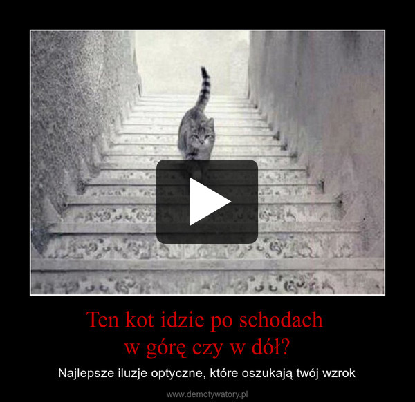 Ten kot idzie po schodach 
w górę czy w dół?
