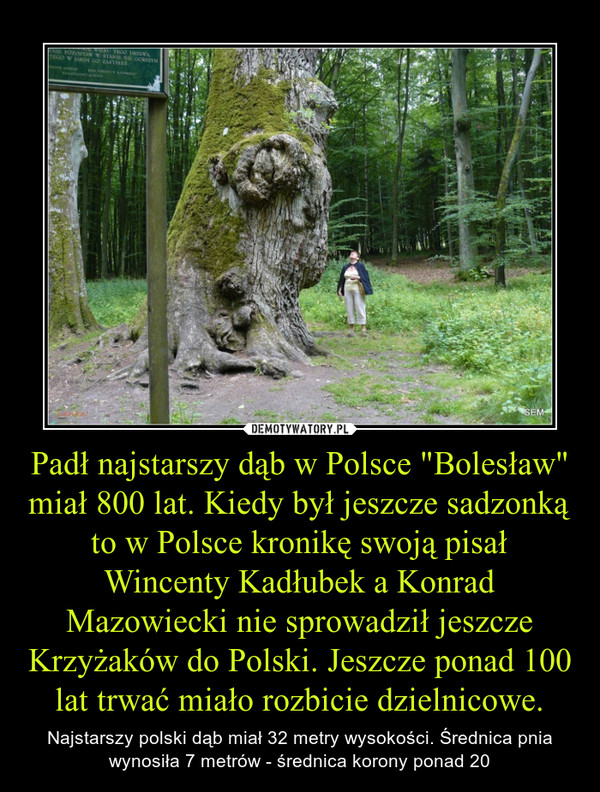 Padł najstarszy dąb w Polsce "Bolesław" miał 800 lat. Kiedy był jeszcze sadzonką to w Polsce kronikę swoją pisał Wincenty Kadłubek a Konrad Mazowiecki nie sprowadził jeszcze Krzyżaków do Polski. Jeszcze ponad 100 lat trwać miało rozbicie dzielni – Najstarszy polski dąb miał 32 metry wysokości. Średnica pnia wynosiła 7 metrów - średnica korony ponad 20 