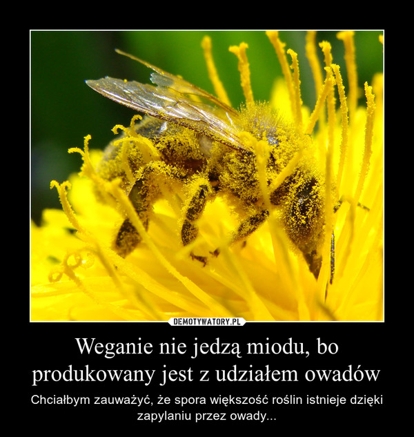 Weganie nie jedzą miodu, bo produkowany jest z udziałem owadów – Chciałbym zauważyć, że spora większość roślin istnieje dzięki zapylaniu przez owady... 
