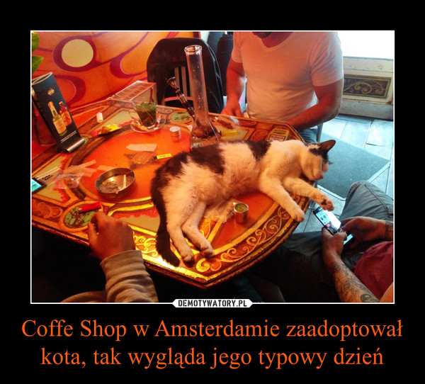 Coffe Shop w Amsterdamie zaadoptował kota, tak wygląda jego typowy dzień –  