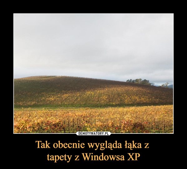 Tak obecnie wygląda łąka z tapety z Windowsa XP –  