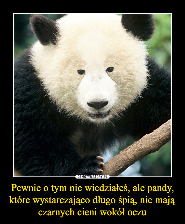 Pewnie o tym nie wiedziałeś, ale pandy, które wystarczająco długo śpią, nie mają czarnych cieni wokół oczu –  
