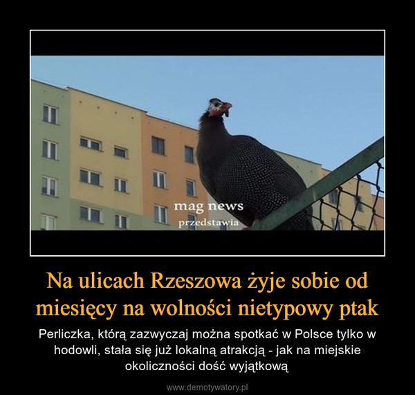 Na ulicach Rzeszowa żyje sobie od miesięcy na wolności nietypowy ptak – Perliczka, którą zazwyczaj można spotkać w Polsce tylko w hodowli, stała się już lokalną atrakcją - jak na miejskie okoliczności dość wyjątkową 