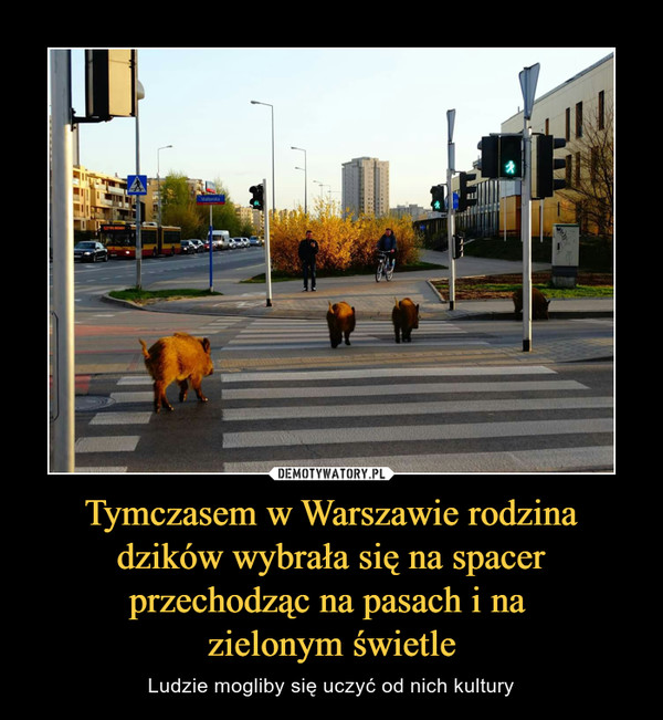 Tymczasem w Warszawie rodzina dzików wybrała się na spacer przechodząc na pasach i na zielonym świetle – Ludzie mogliby się uczyć od nich kultury 