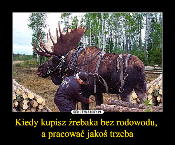 Kiedy kupisz źrebaka bez rodowodu, a pracować jakoś trzeba –  