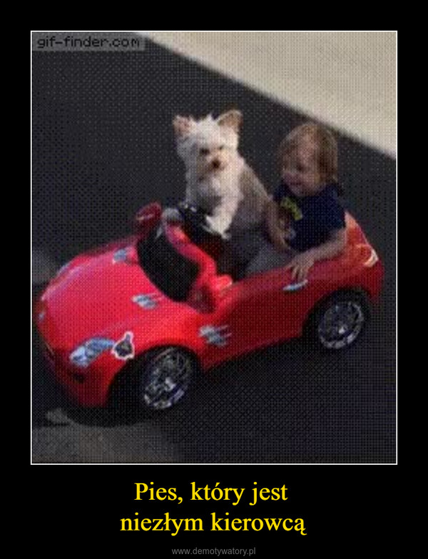 Pies, który jest niezłym kierowcą –  