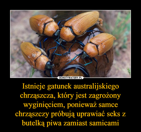 Istnieje gatunek australijskiego chrząszcza, który jest zagrożony wyginięciem, ponieważ samce chrząszczy próbują uprawiać seks z butelką piwa zamiast samicami –  
