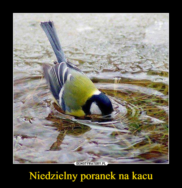 Niedzielny poranek na kacu –  