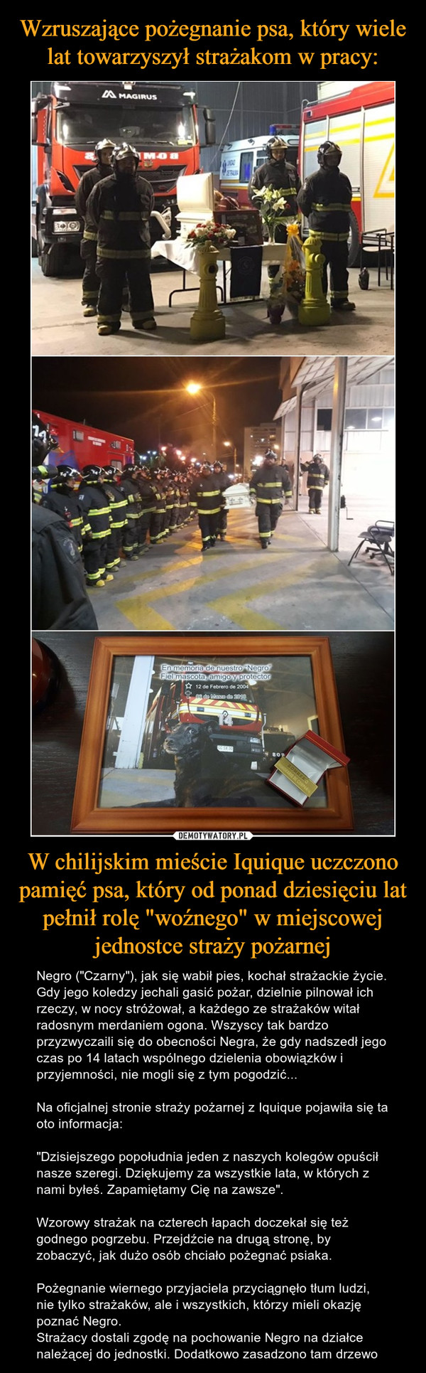 W chilijskim mieście Iquique uczczono pamięć psa, który od ponad dziesięciu lat pełnił rolę "woźnego" w miejscowej jednostce straży pożarnej – Negro ("Czarny"), jak się wabił pies, kochał strażackie życie. Gdy jego koledzy jechali gasić pożar, dzielnie pilnował ich rzeczy, w nocy stróżował, a każdego ze strażaków witał radosnym merdaniem ogona. Wszyscy tak bardzo przyzwyczaili się do obecności Negra, że gdy nadszedł jego czas po 14 latach wspólnego dzielenia obowiązków i przyjemności, nie mogli się z tym pogodzić...Na oficjalnej stronie straży pożarnej z Iquique pojawiła się ta oto informacja: "Dzisiejszego popołudnia jeden z naszych kolegów opuścił nasze szeregi. Dziękujemy za wszystkie lata, w których z nami byłeś. Zapamiętamy Cię na zawsze". Wzorowy strażak na czterech łapach doczekał się też godnego pogrzebu. Przejdźcie na drugą stronę, by zobaczyć, jak dużo osób chciało pożegnać psiaka.Pożegnanie wiernego przyjaciela przyciągnęło tłum ludzi, nie tylko strażaków, ale i wszystkich, którzy mieli okazję poznać Negro.Strażacy dostali zgodę na pochowanie Negro na działce należącej do jednostki. Dodatkowo zasadzono tam drzewo 