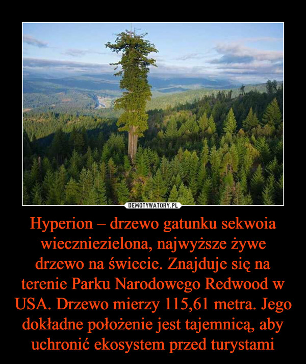Hyperion – drzewo gatunku sekwoia wieczniezielona, najwyższe żywe drzewo na świecie. Znajduje się na terenie Parku Narodowego Redwood w USA. Drzewo mierzy 115,61 metra. Jego dokładne położenie jest tajemnicą, aby uchronić ekosystem przed turystami