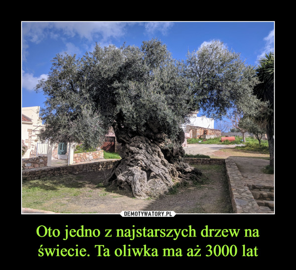 Oto jedno z najstarszych drzew na świecie. Ta oliwka ma aż 3000 lat