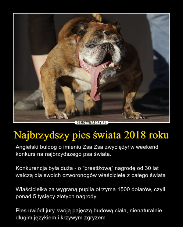 Najbrzydszy pies świata 2018 roku