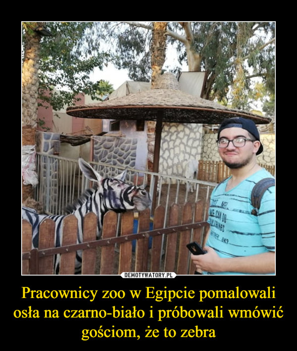Pracownicy zoo w Egipcie pomalowali osła na czarno-biało i próbowali wmówić gościom, że to zebra –  