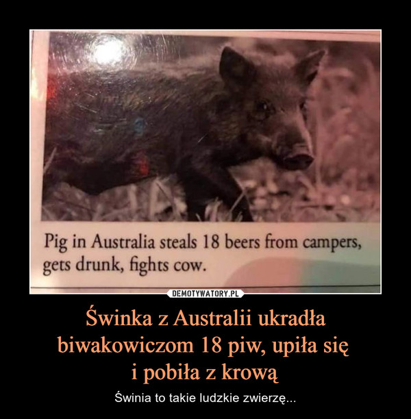 Świnka z Australii ukradła biwakowiczom 18 piw, upiła się i pobiła z krową – Świnia to takie ludzkie zwierzę... 