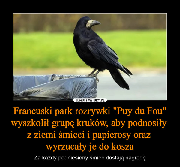 Francuski park rozrywki "Puy du Fou" wyszkolił grupę kruków, aby podnosiły 
z ziemi śmieci i papierosy oraz 
wyrzucały je do kosza