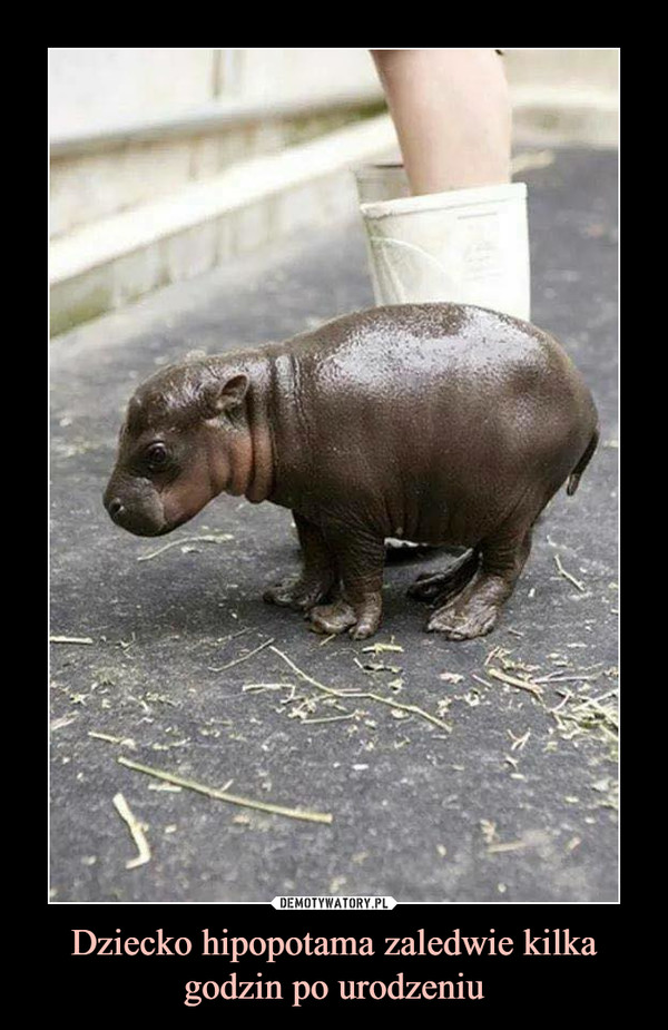 Dziecko hipopotama zaledwie kilka godzin po urodzeniu