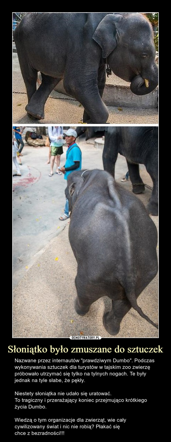 Słoniątko było zmuszane do sztuczek – Nazwane przez internautów "prawdziwym Dumbo". Podczas wykonywania sztuczek dla turystów w tajskim zoo zwierzę próbowało utrzymać się tylko na tylnych nogach. Te były jednak na tyle słabe, że pękły.Niestety słoniątka nie udało się uratować.To tragiczny i przerażający koniec przejmująco krótkiego życia Dumbo. Wiedzą o tym organizacje dla zwierząt, wie cały cywilizowany świat i nic nie robią? Płakać sięchce z bezradności!!! 