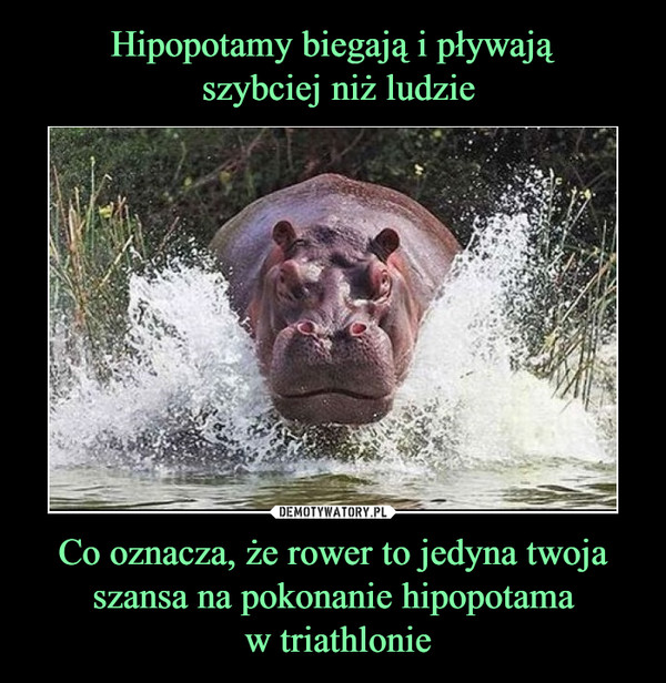 Hipopotamy biegają i pływają
 szybciej niż ludzie Co oznacza, że rower to jedyna twoja szansa na pokonanie hipopotama
 w triathlonie