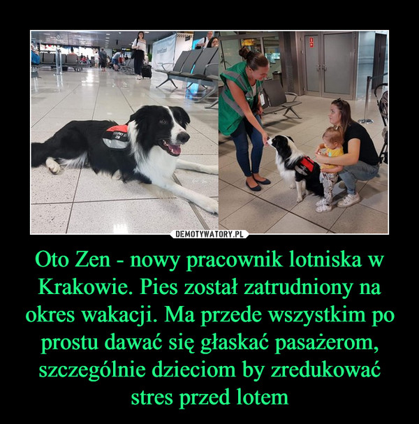 Oto Zen - nowy pracownik lotniska w Krakowie. Pies został zatrudniony na okres wakacji. Ma przede wszystkim po prostu dawać się głaskać pasażerom, szczególnie dzieciom by zredukować stres przed lotem –  