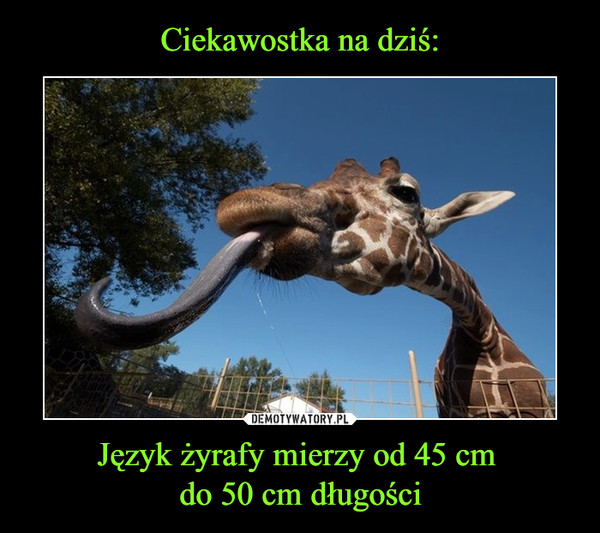 Ciekawostka na dziś: Język żyrafy mierzy od 45 cm 
do 50 cm długości