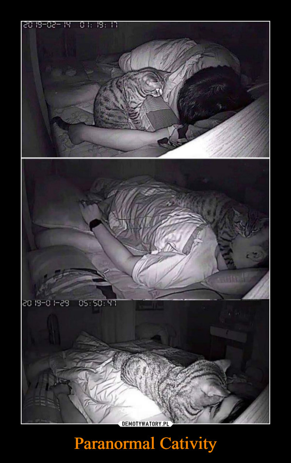 Paranormal Cativity –  