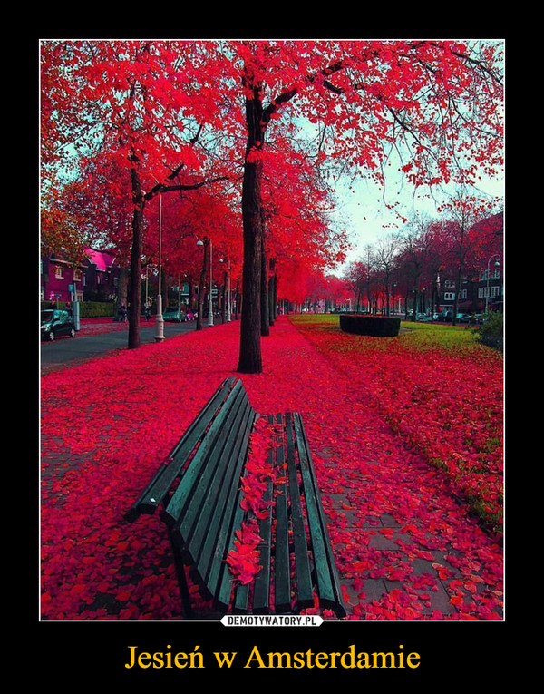 Jesień w Amsterdamie –  