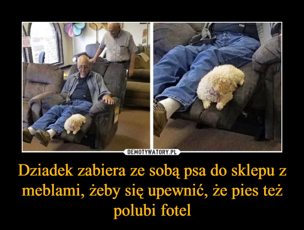 Dziadek zabiera ze sobą psa do sklepu z meblami, żeby się upewnić, że pies też polubi fotel