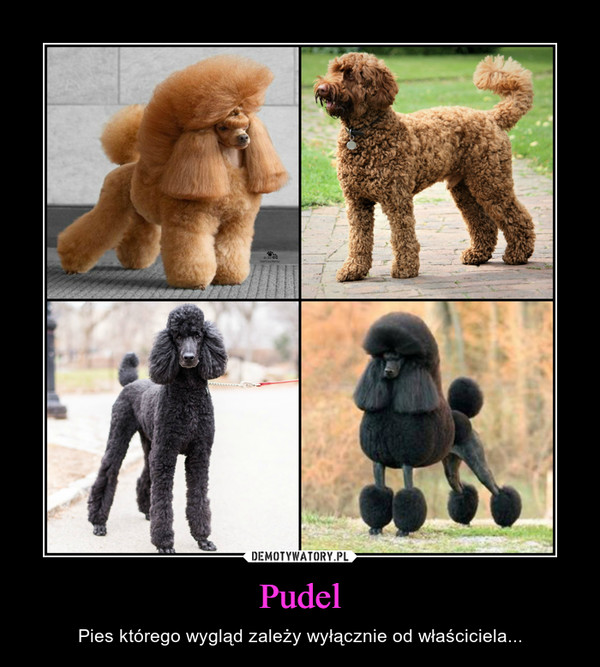 Pudel – Pies którego wygląd zależy wyłącznie od właściciela... 