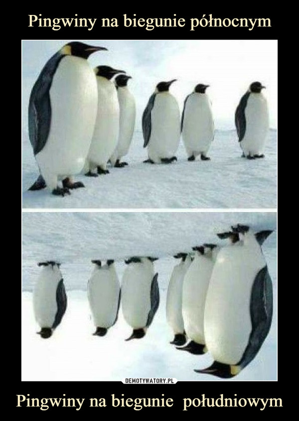 Pingwiny na biegunie  południowym –  