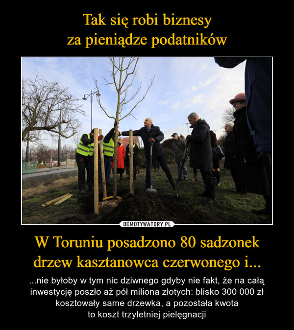 Tak się robi biznesy
za pieniądze podatników W Toruniu posadzono 80 sadzonek
drzew kasztanowca czerwonego i...